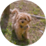 Maltipoo Puppies For Sale - Fairfield Furbabies Maltipoo Puppies For Sale - Fairfield Furbabies